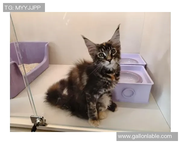 足球明星猫舍的可爱猫咪图片大全欣赏与明星故事分享 足球明星猫舍的可爱猫咪图片大全欣赏与明星故事分享